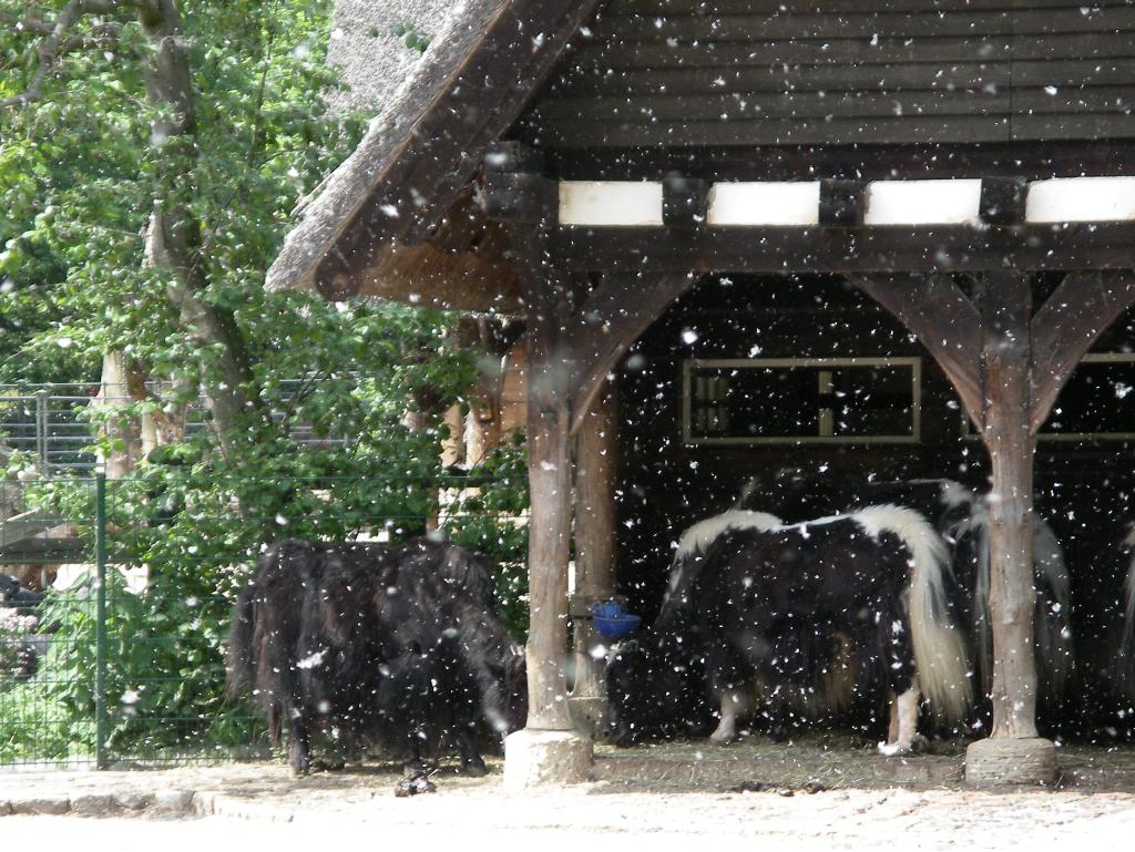 Berlin, зоопарк в июне. с миру по нитке