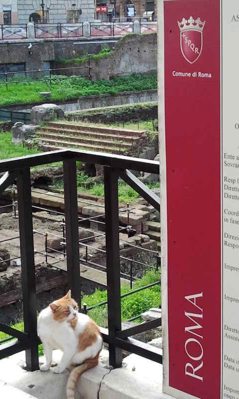 Рим. 'заповедник' калечных кошек. с миру по нитке