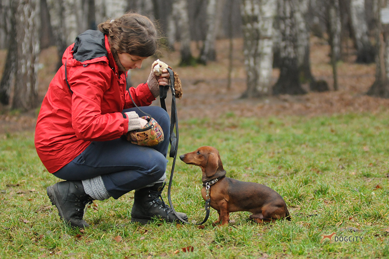 Дрессировка