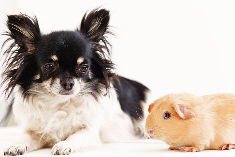 Кейси и Моцарт.. Бостон-терьер Терри.