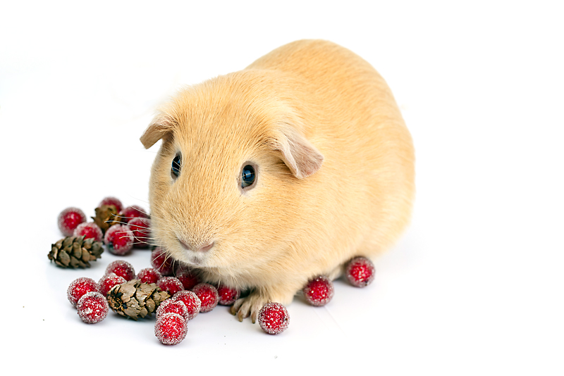 Монечка.. Бостон-терьер Терри.