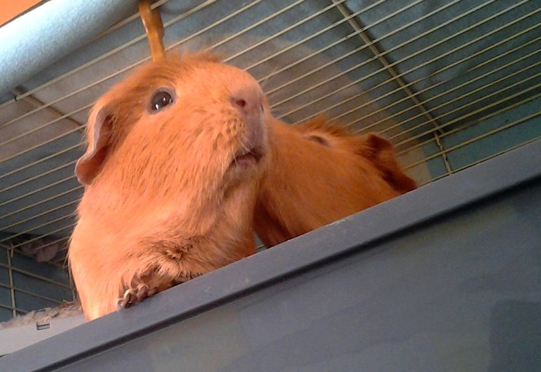 Мои 'поросята'