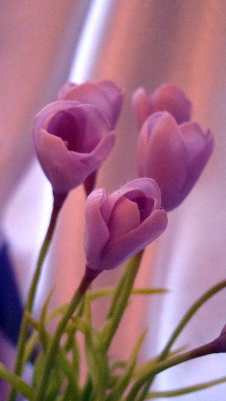 Крокусы. Керамическая флористика (лепка цветов из полимерной глины) - Мои работы