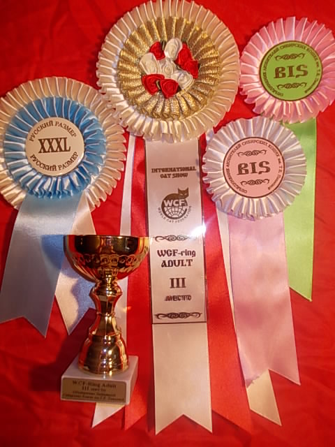 кот. лето 2010 хвасты