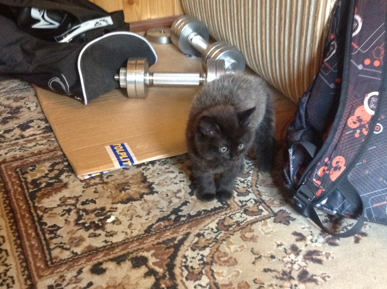 Котёнок Лукас