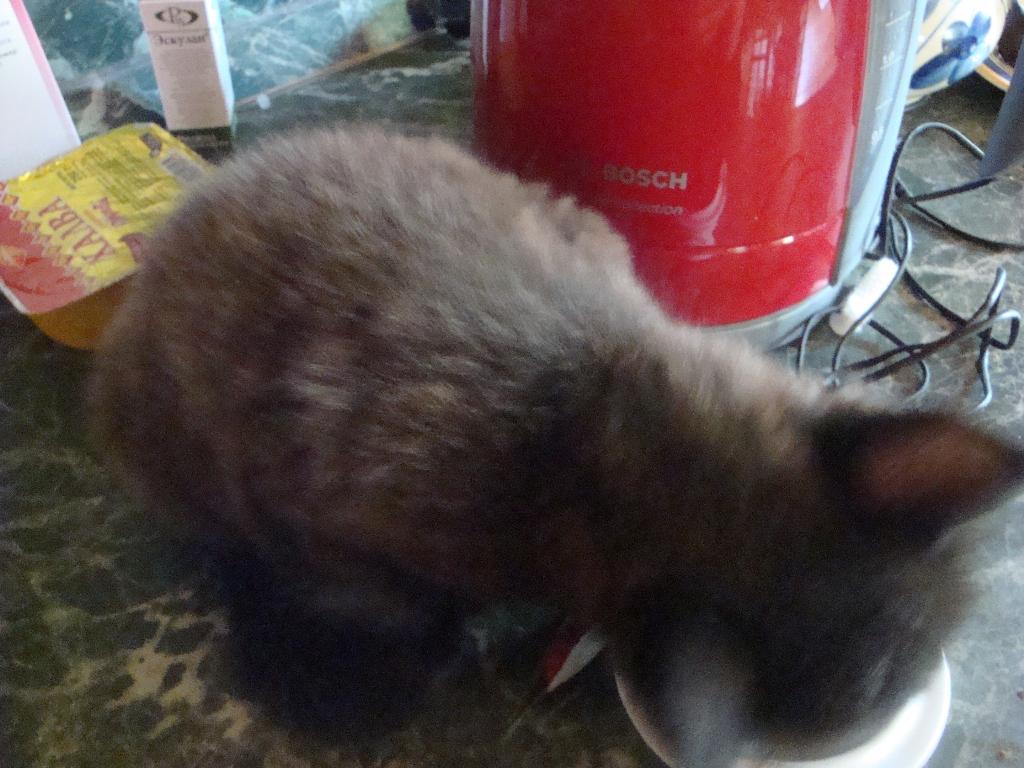 Котёнок Лукас