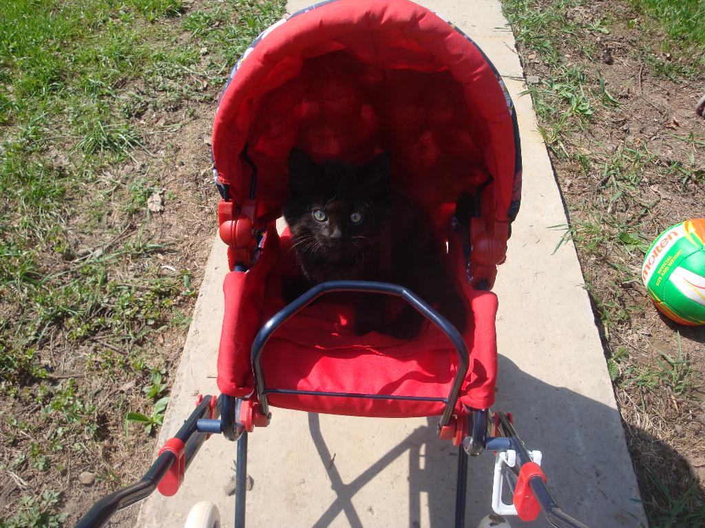 Котёнок Лукас