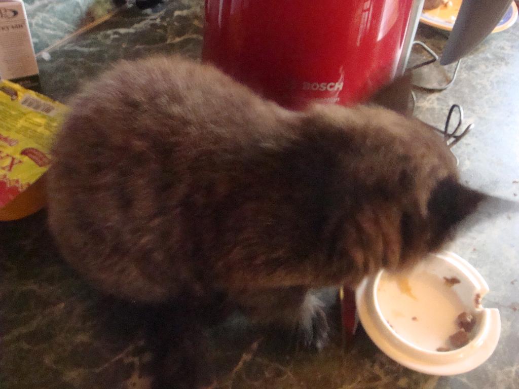 Котёнок Лукас