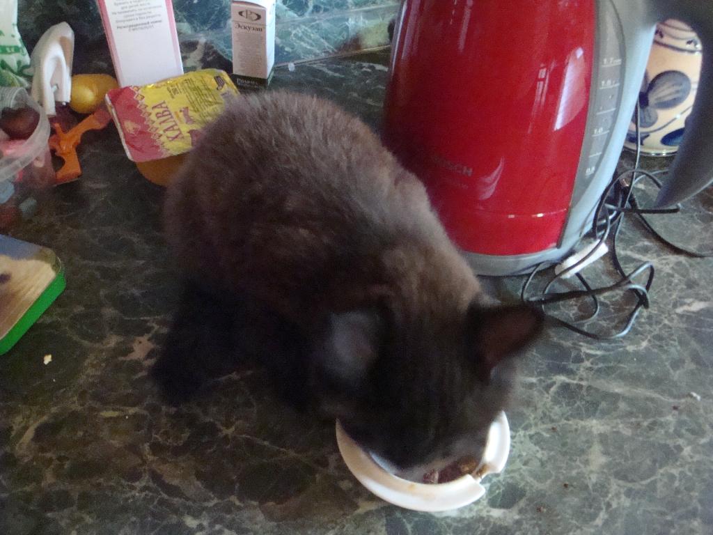 Котёнок Лукас