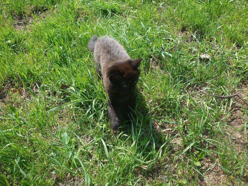 Котёнок Лукас