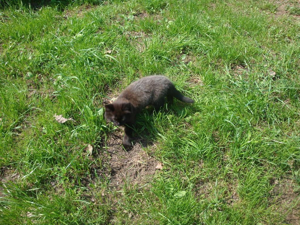 Котёнок Лукас