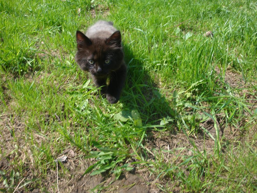 Котёнок Лукас