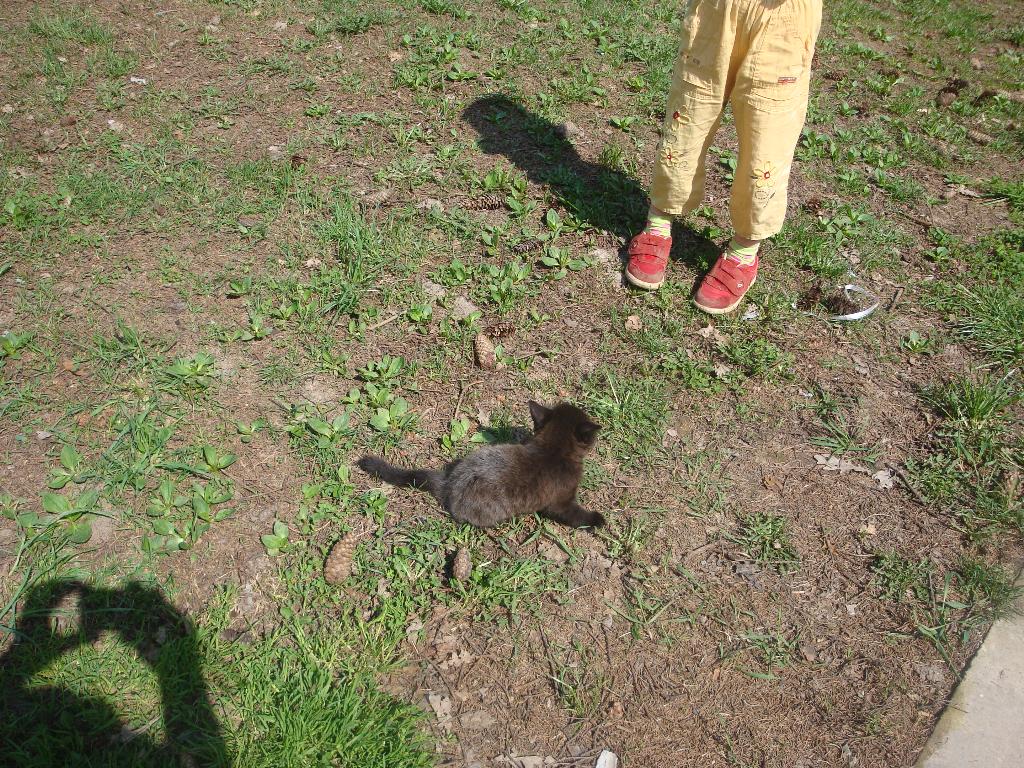 Котёнок Лукас