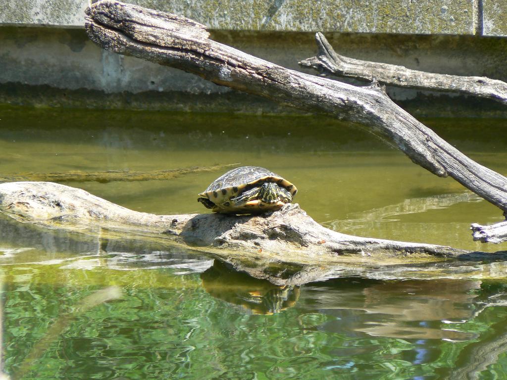 Местная черепашка. Вена 2013