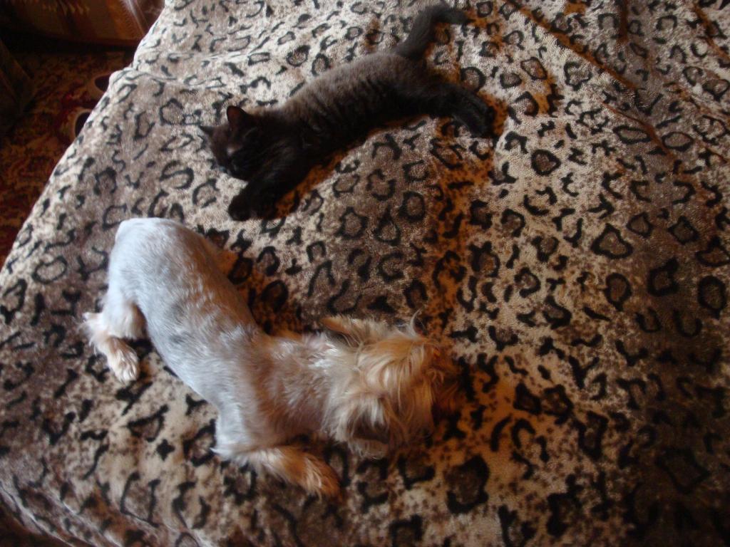 Котёнок Лукас