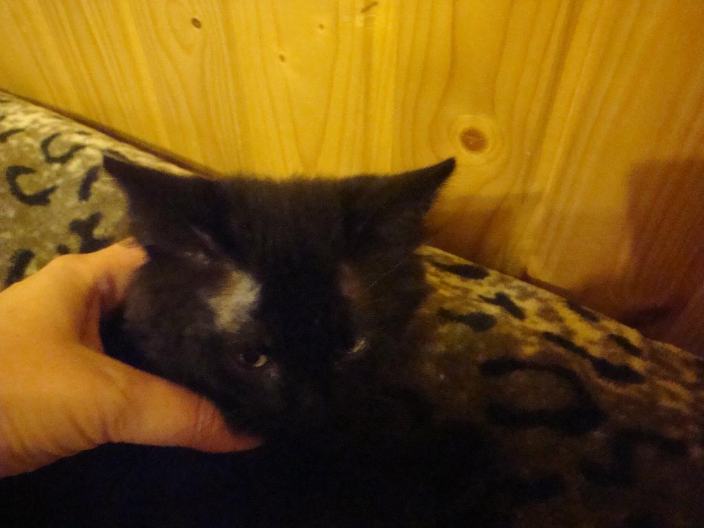 Котёнок Лукас