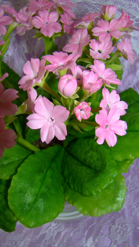 Керамическая флористика (лепка цветов из полимерной глины) - Мои работы