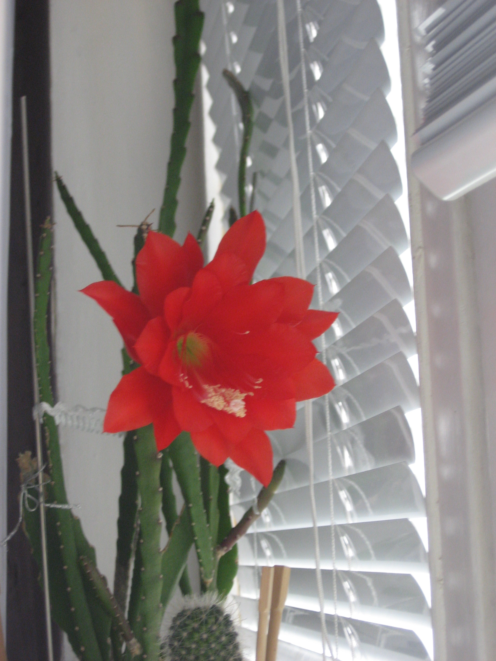 Эпифиллум. Мои цветы