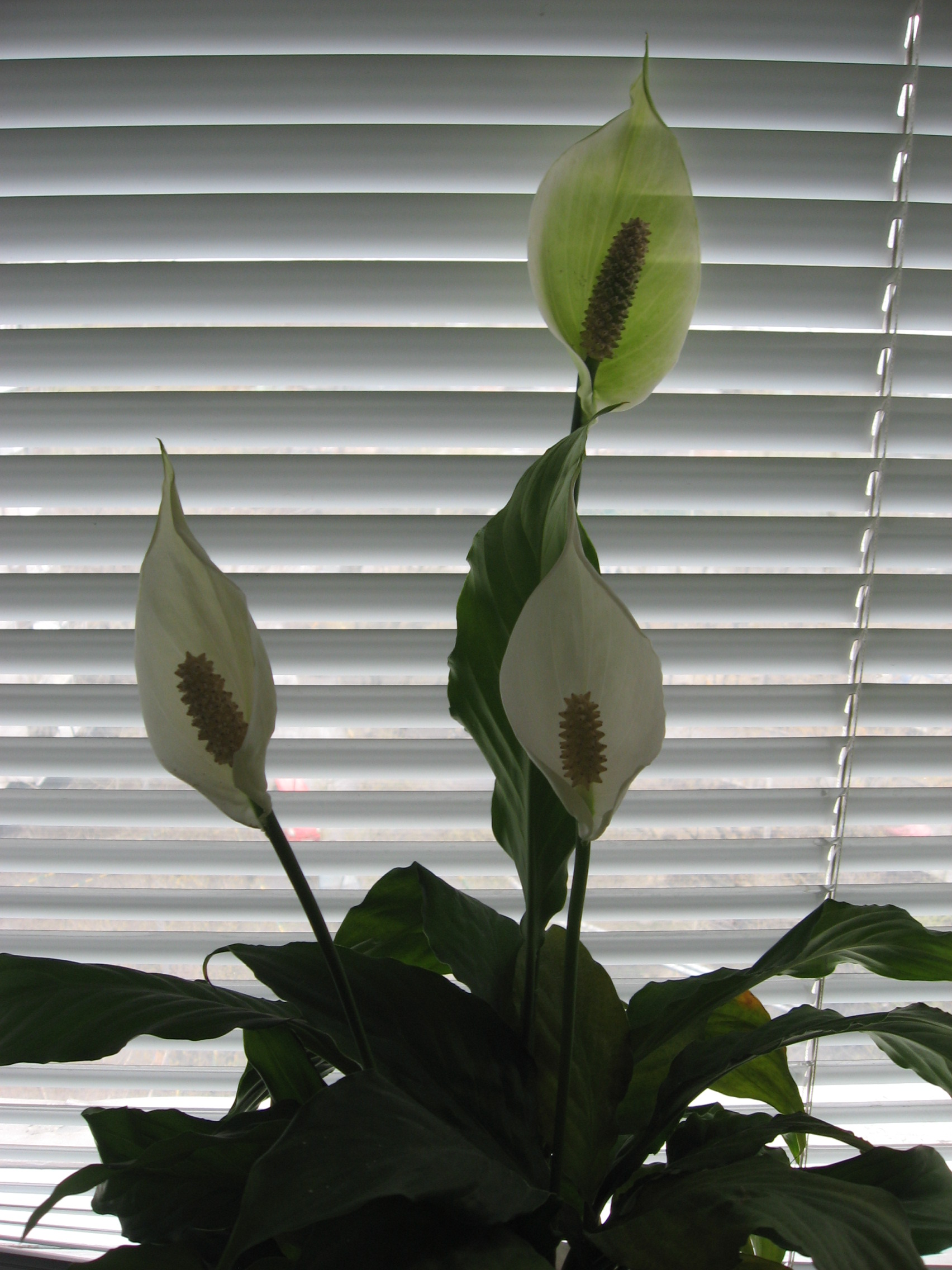 спатифилум. Мои цветы