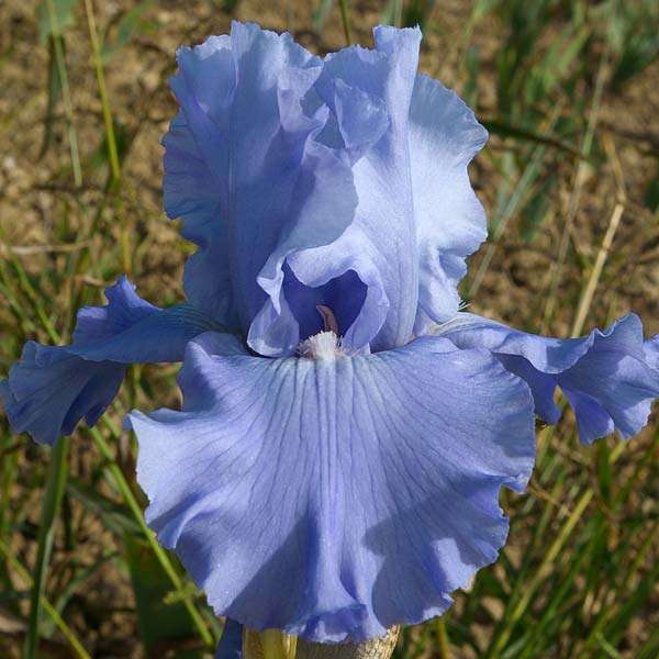 Caribbean Dream. Ирисы 2013