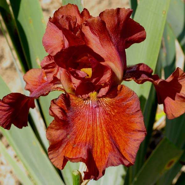 War Sails. Ирисы 2013