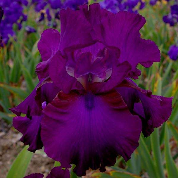 Gypsy Romance. Ирисы 2013