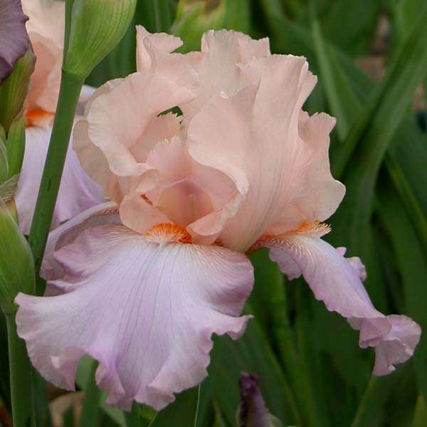 Celebration Song. Ирисы 2013