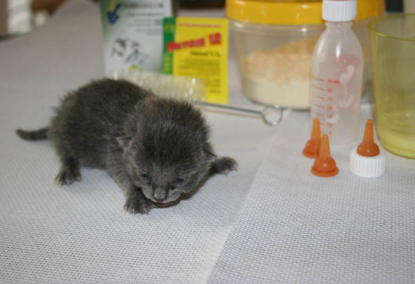 первый портрет. Живность