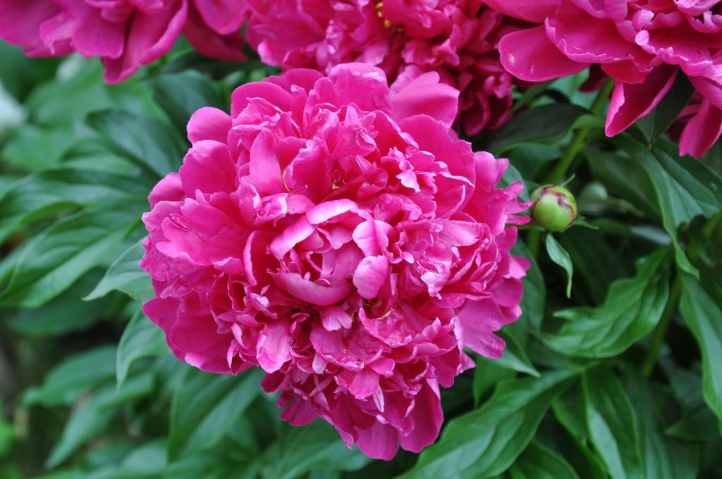 Дача старая