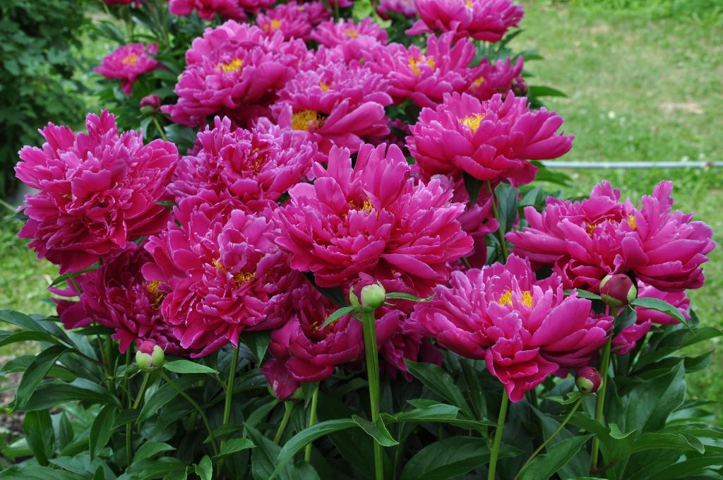 Дача старая