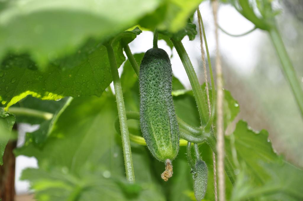 Дача старая