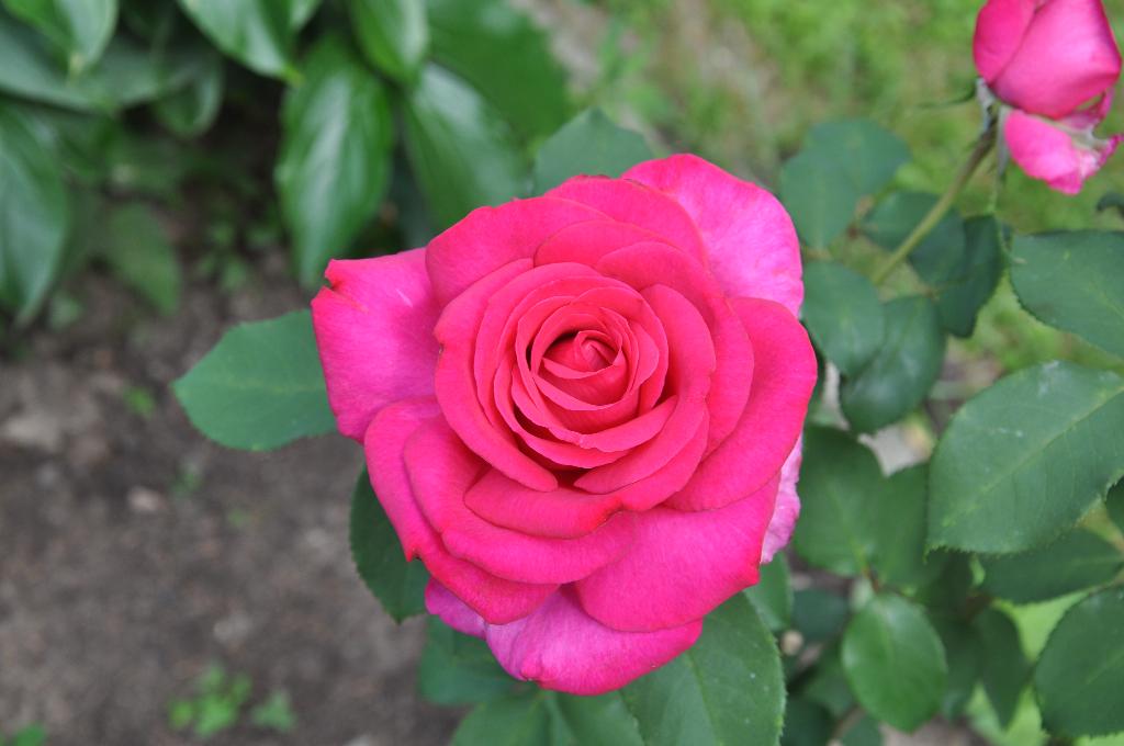 Дача старая