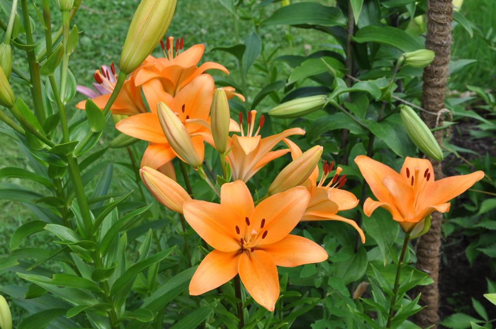 Дача старая