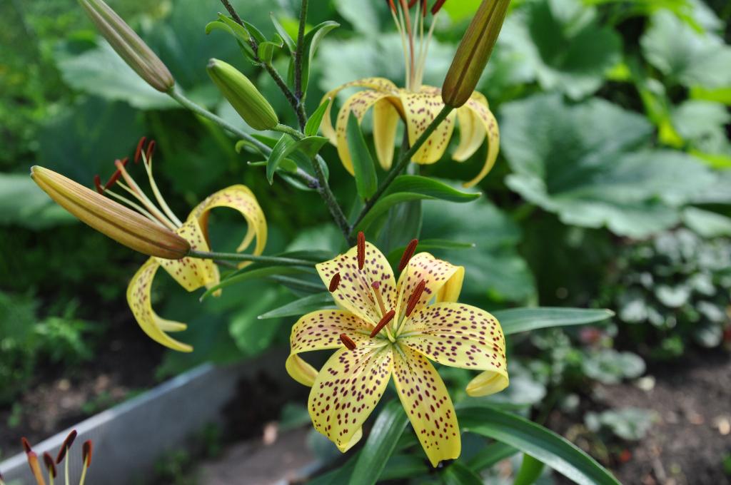 Дача старая