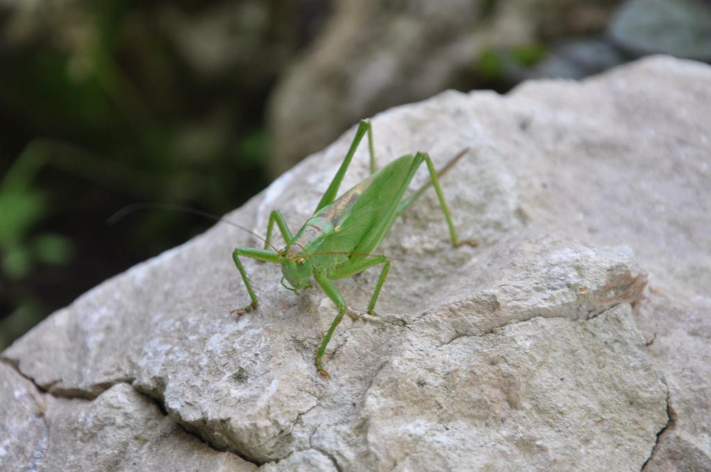 Дача старая