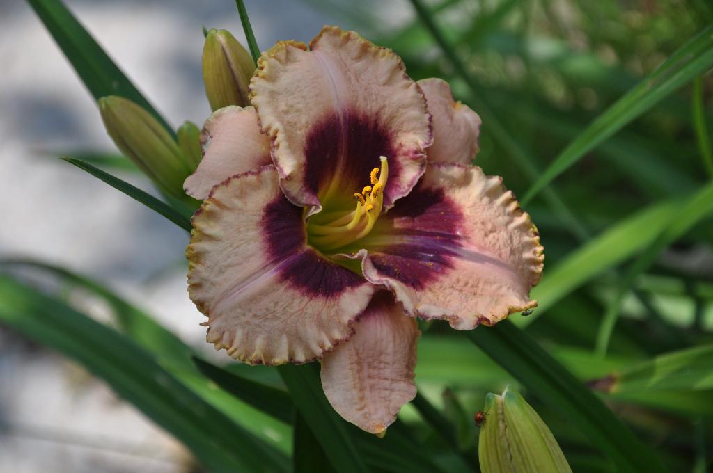 Дача старая