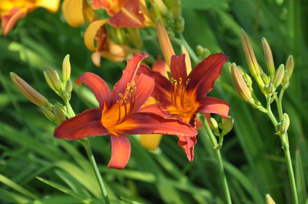 Дача старая