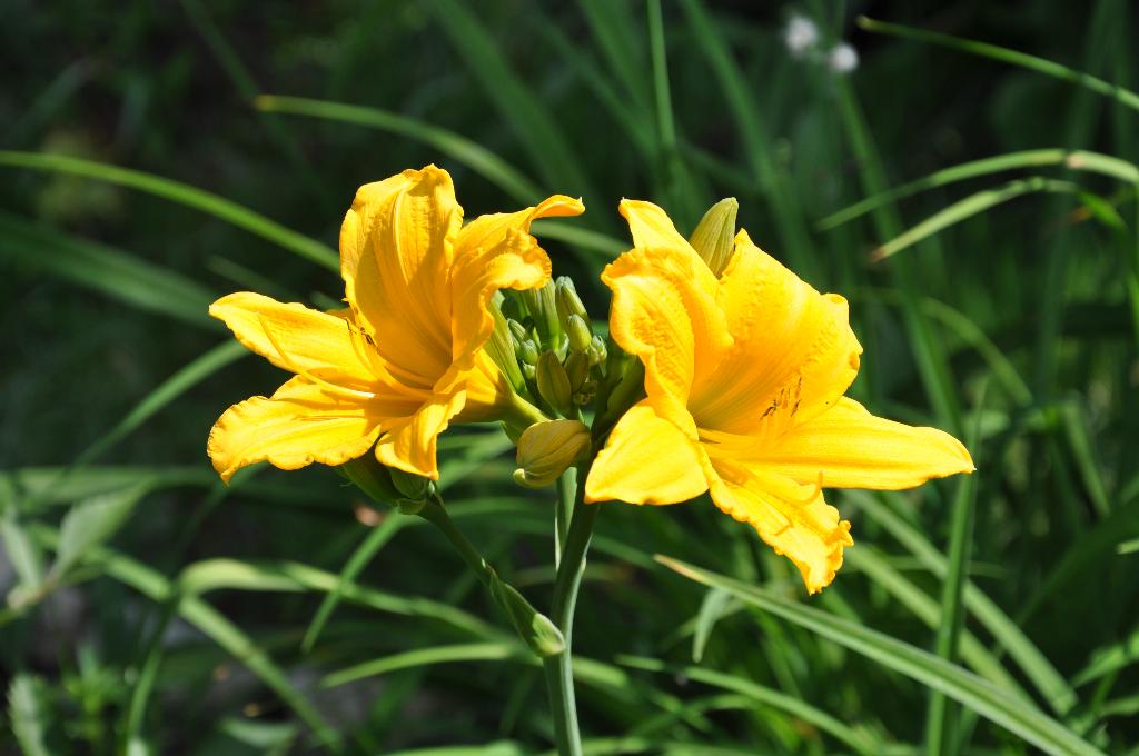 Дача старая