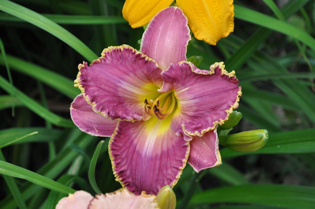 Дача старая