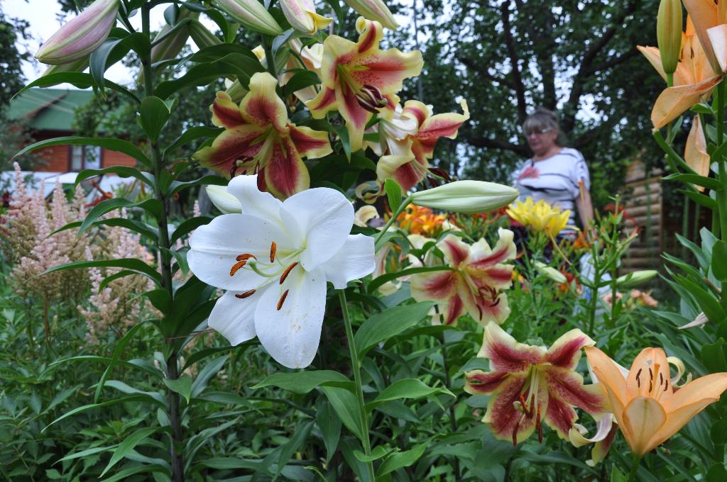 Дача старая