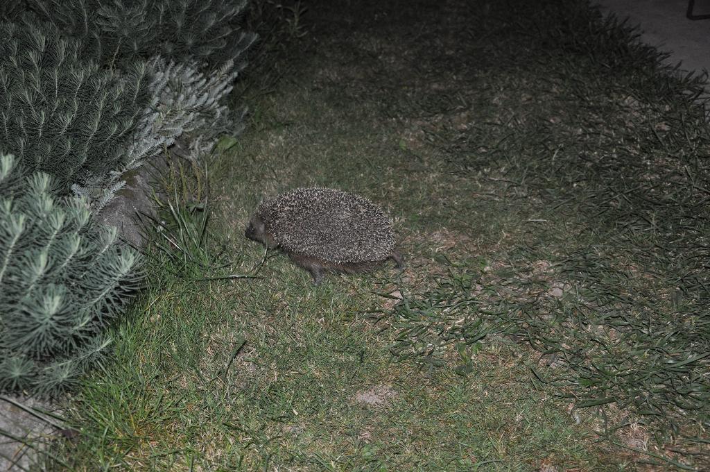 Дача старая