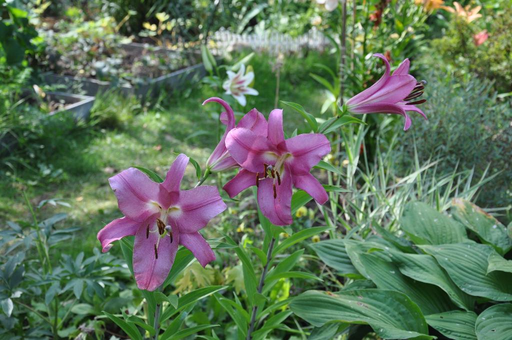 Дача старая