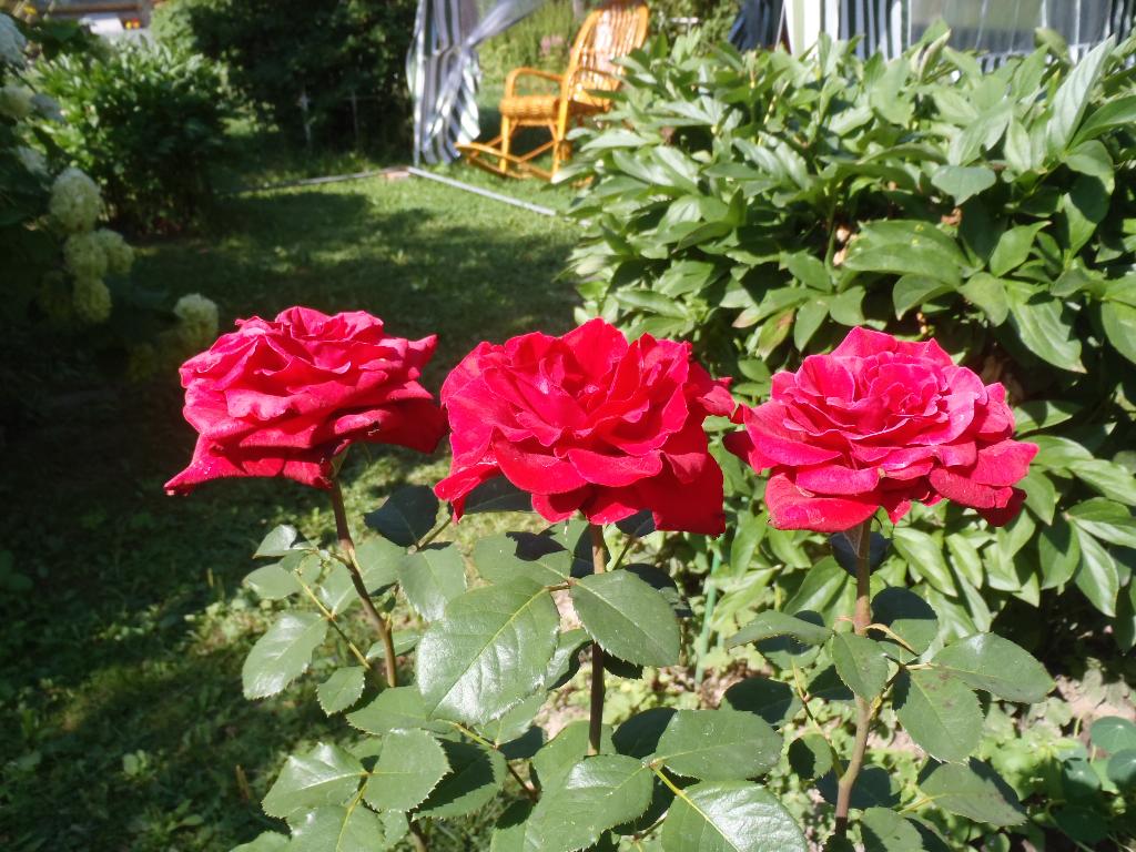 Дача старая