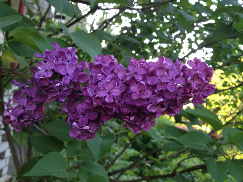 Дача старая