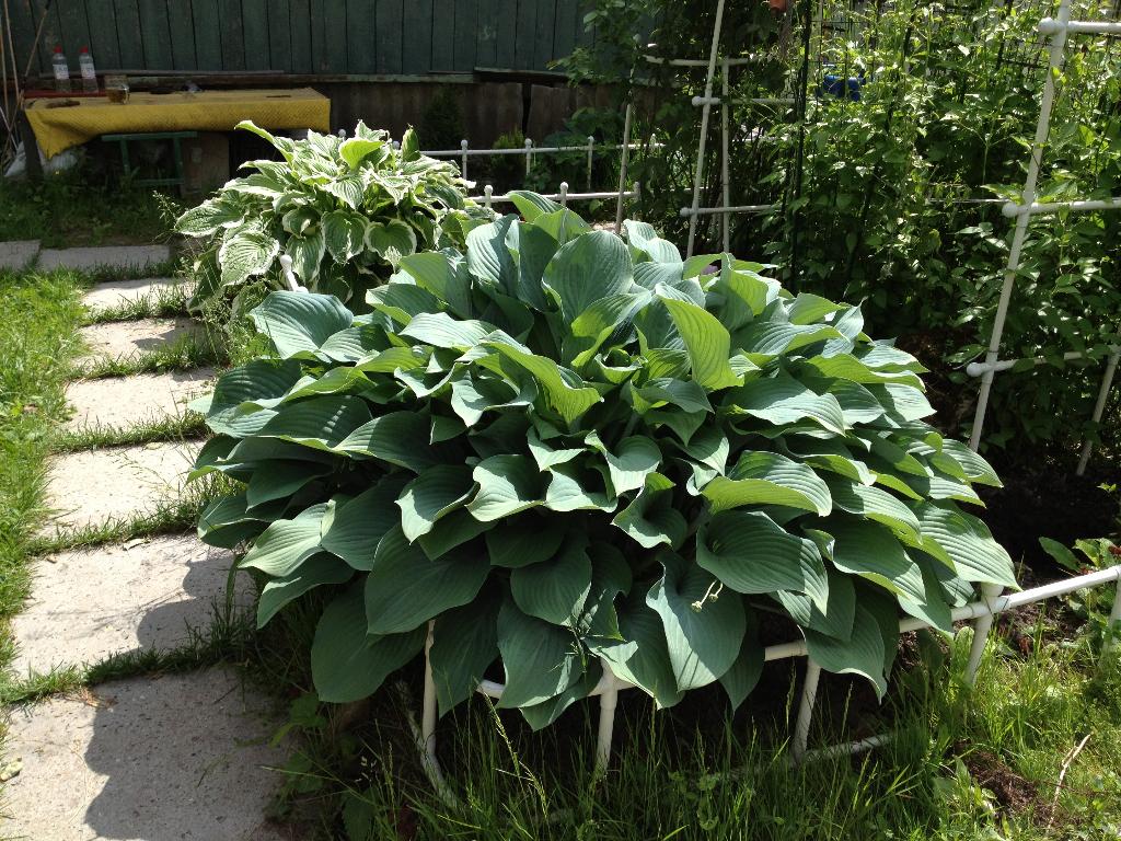 Дача старая