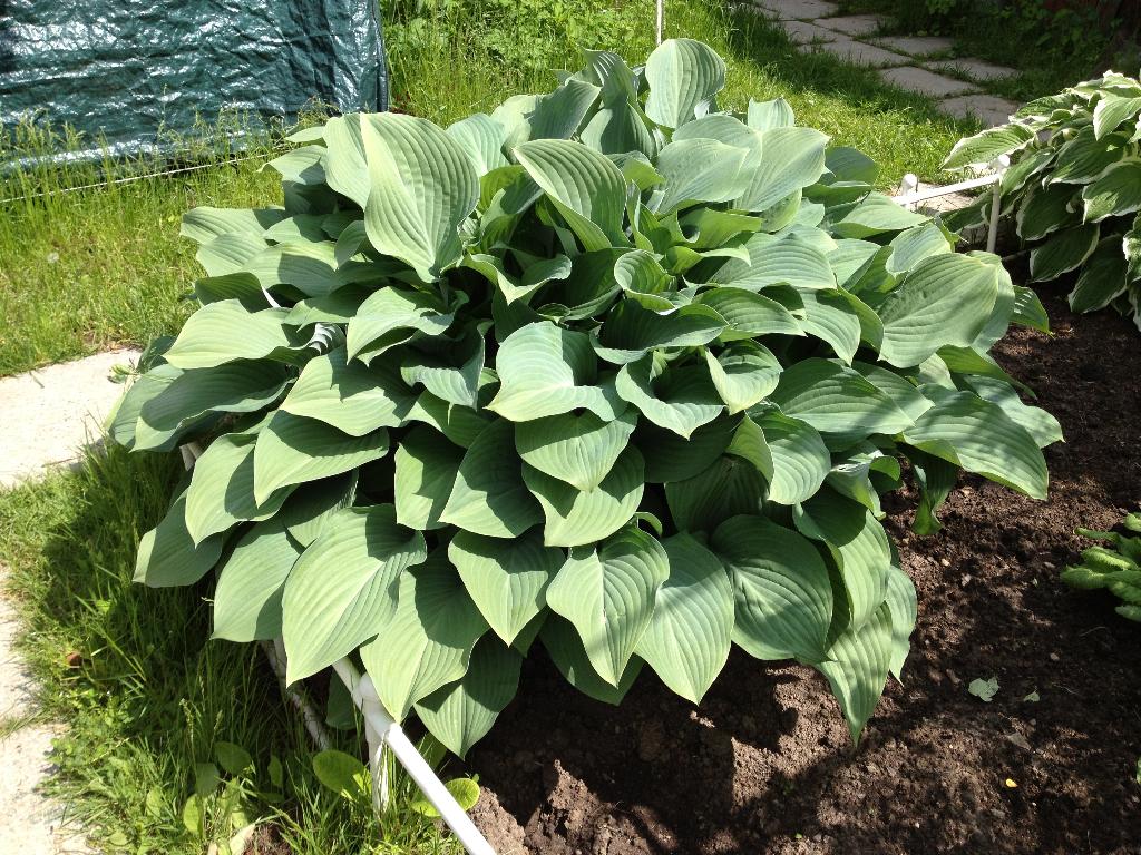 Дача старая