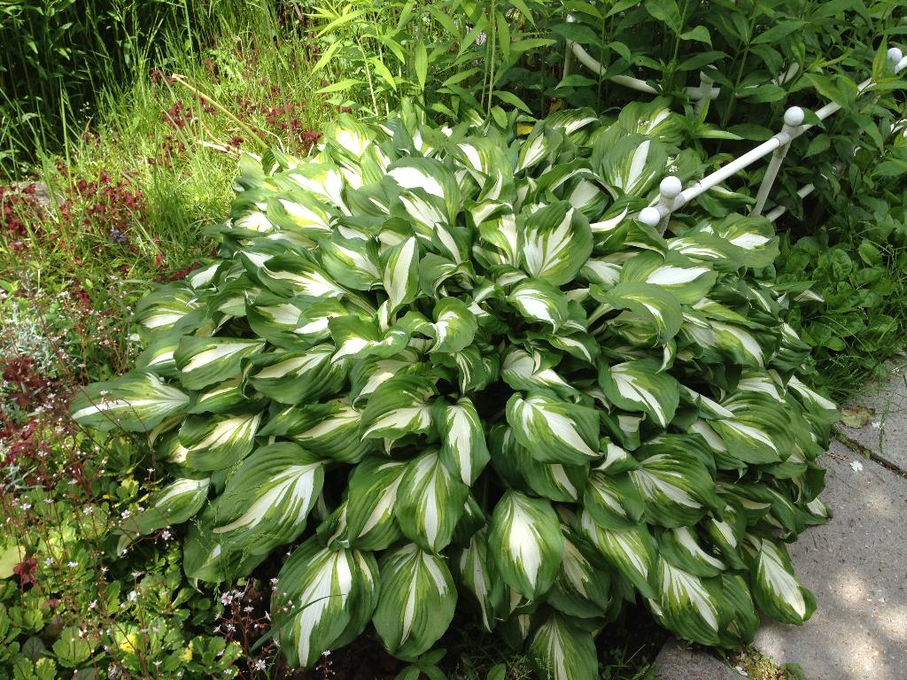 Дача старая