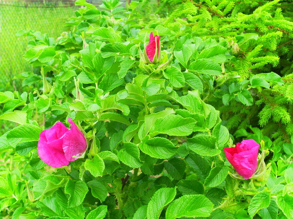 шиповник(роза морщинистая). 