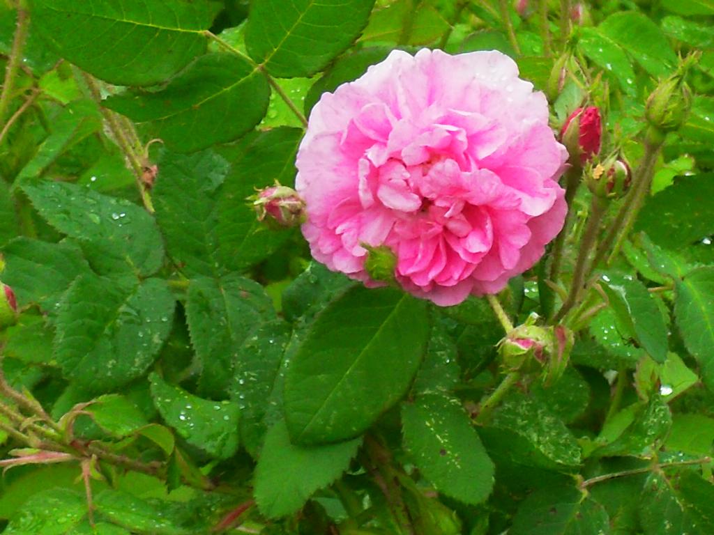 роза парковая. 