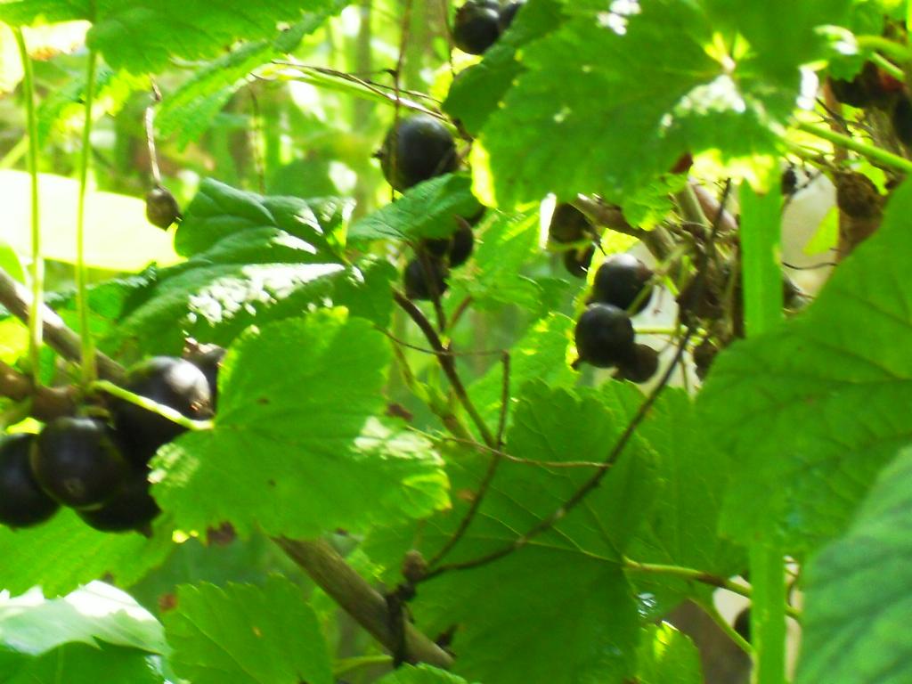 чёрная смородина. 